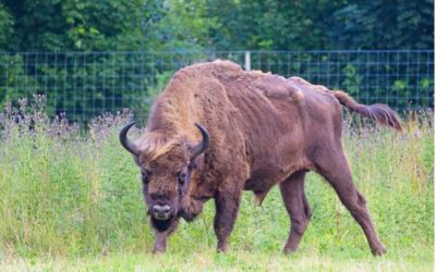 Clubavond 26 juni: Natuurpark Lelystad