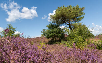 Clubavond 28 augustus: Heide fotografie